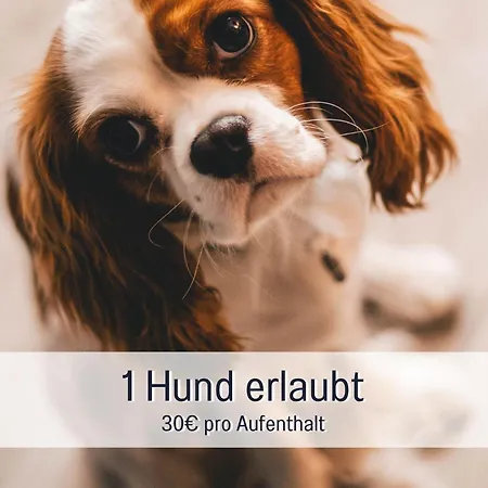 Stadtdomizil Mit Sauna Und Parkplatz 公寓 *